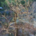 境内の梅の木