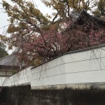 境内の垂れ桜…昔、和尚の私が苗木をここに植樹しました。