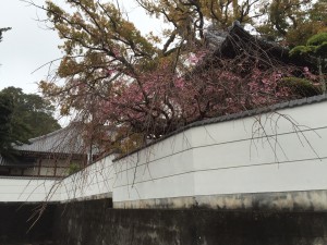 境内の垂れ桜…昔、和尚の私が苗木をここに植樹しました。