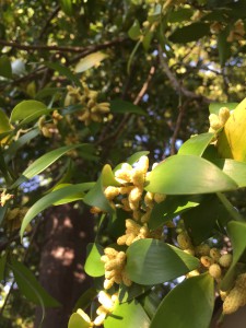 ナギノキの花